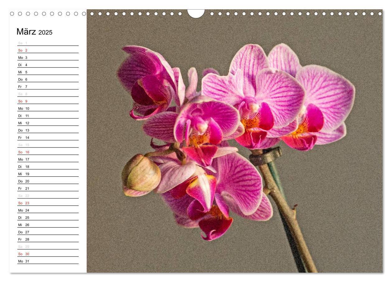 Bild: 9783435553303 | Blütenzauber Orchideen (Wandkalender 2025 DIN A3 quer), CALVENDO...