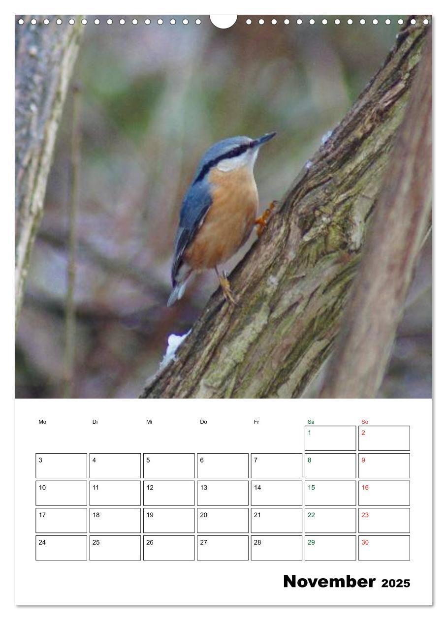 Bild: 9783457079669 | Heimische Singvögel (Wandkalender 2025 DIN A3 hoch), CALVENDO...