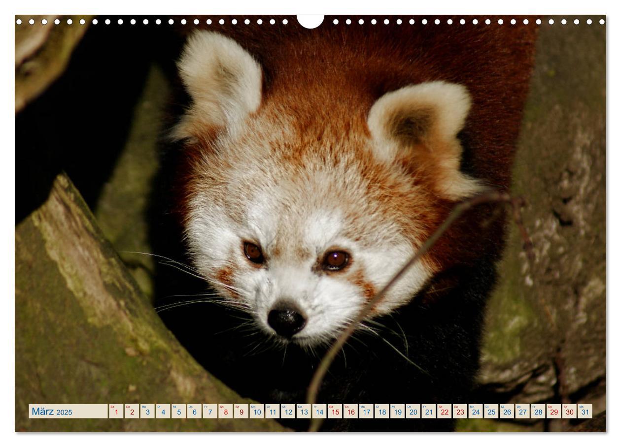 Bild: 9783435357192 | Kleiner Panda auf Entdeckungstour (Wandkalender 2025 DIN A3 quer),...