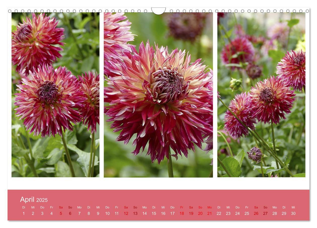 Bild: 9783435376247 | Dahlien-Triplets (Wandkalender 2025 DIN A3 quer), CALVENDO...