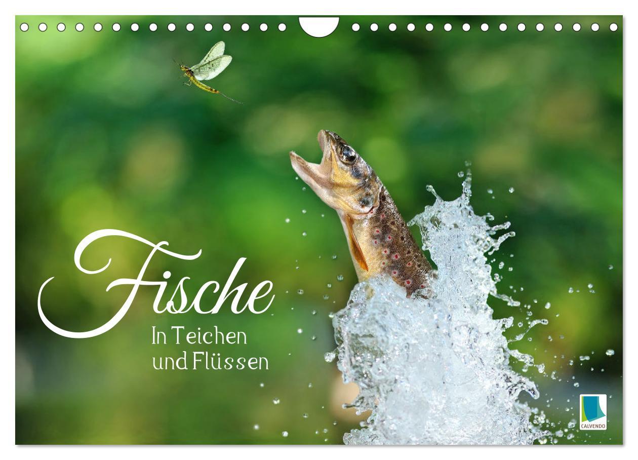 Cover: 9783383856891 | Fische in Teichen und Flüssen (Wandkalender 2025 DIN A4 quer),...