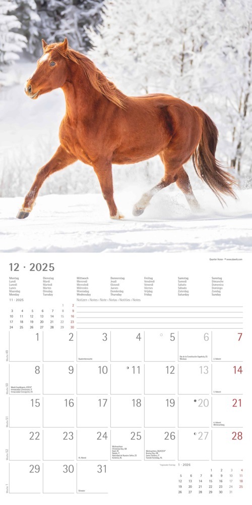 Bild: 4251732340704 | Pferde 2025 - Broschürenkalender 30x30 cm (30x60 geöffnet) -...