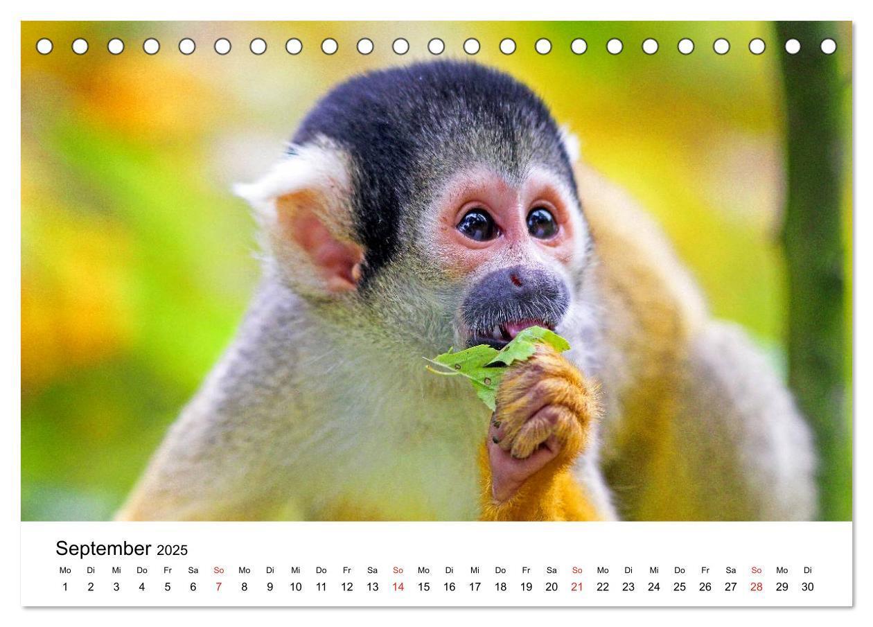 Bild: 9783435480975 | Totenkopfaffen (Tischkalender 2025 DIN A5 quer), CALVENDO...