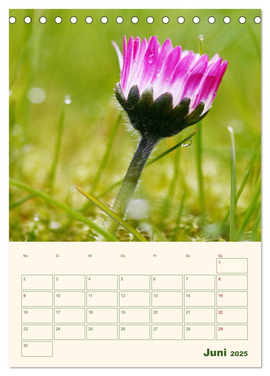 Bild: 9783435929559 | Verträumte Gänseblümchen (Tischkalender 2025 DIN A5 hoch), CALVENDO...