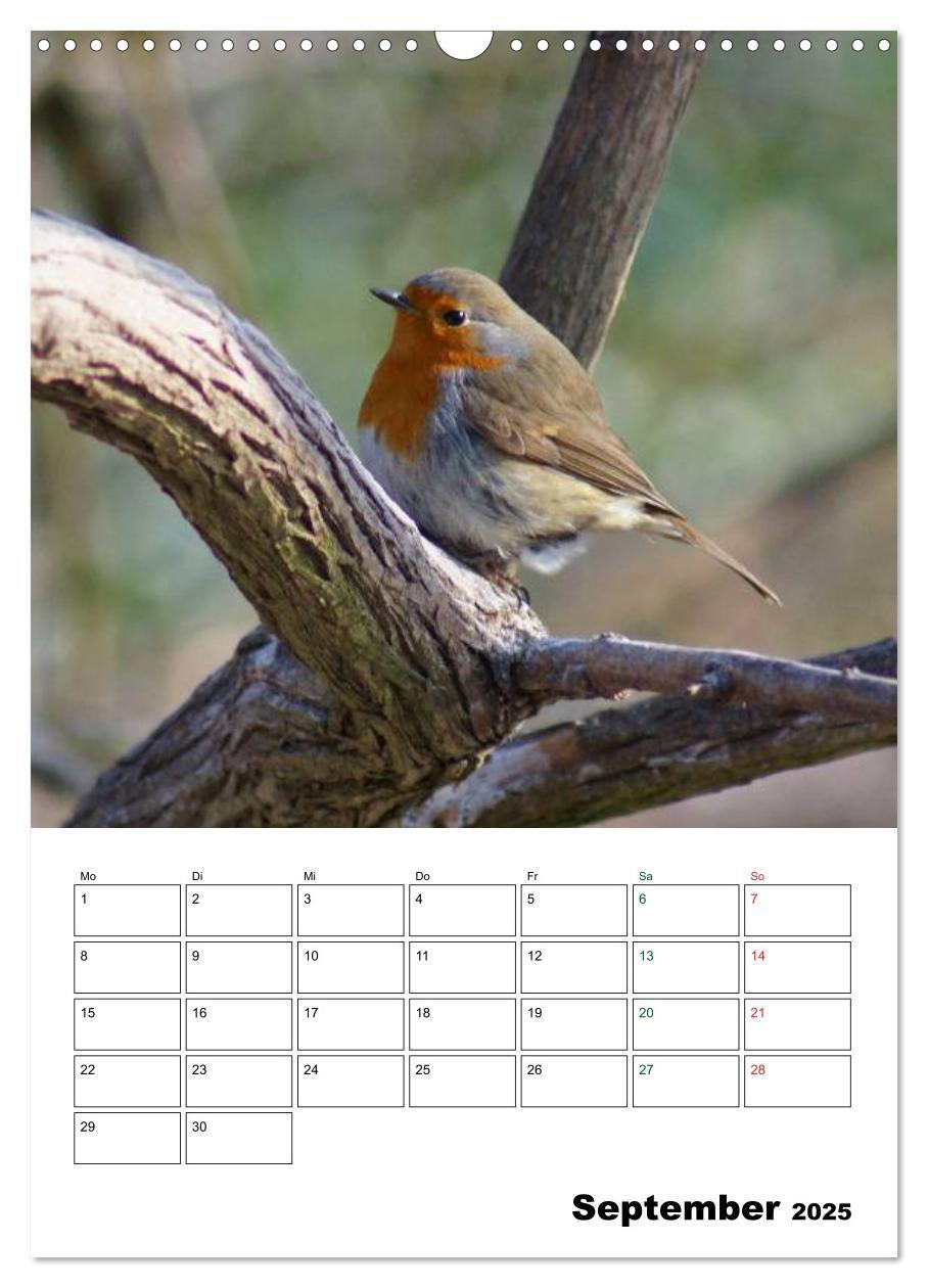 Bild: 9783457079669 | Heimische Singvögel (Wandkalender 2025 DIN A3 hoch), CALVENDO...