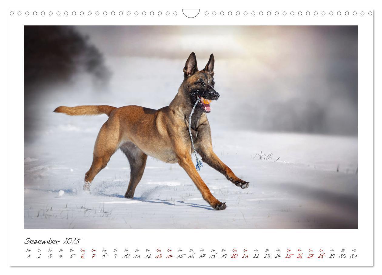 Bild: 9783383798436 | Mit dem Malinois durch das Jahr (Wandkalender 2025 DIN A3 quer),...