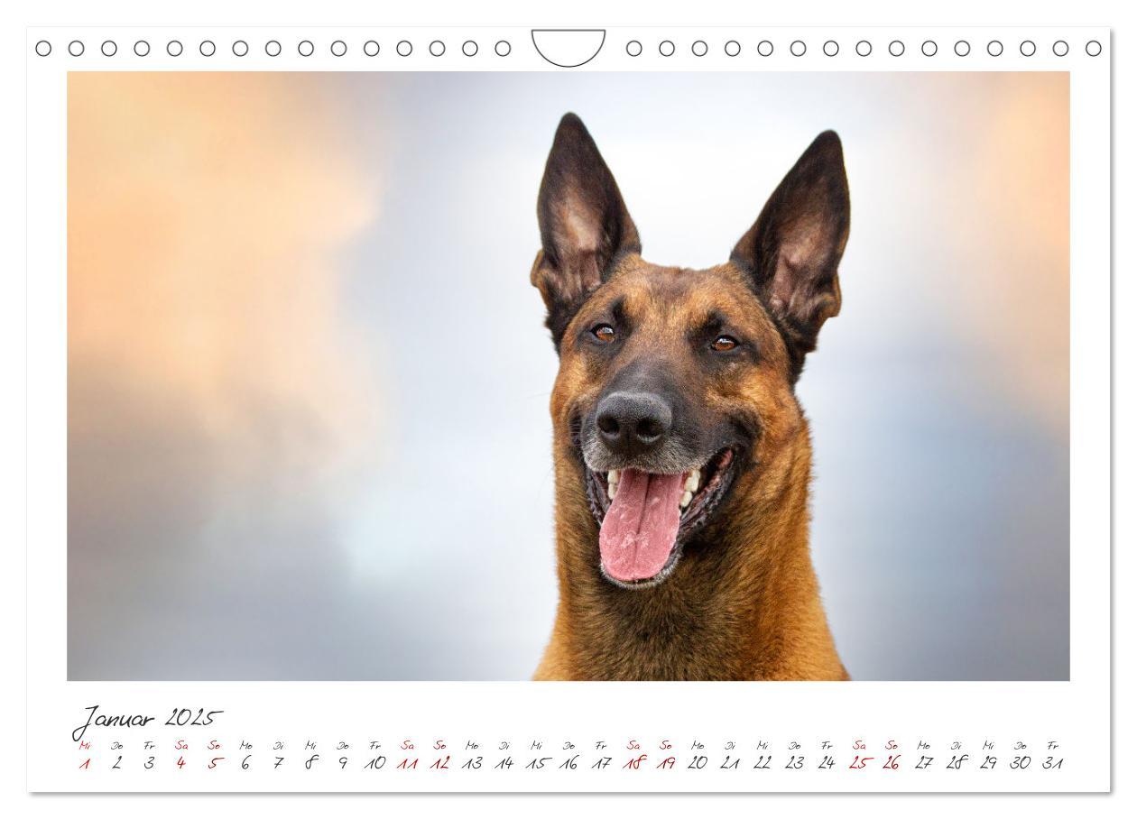 Bild: 9783383798429 | Mit dem Malinois durch das Jahr (Wandkalender 2025 DIN A4 quer),...