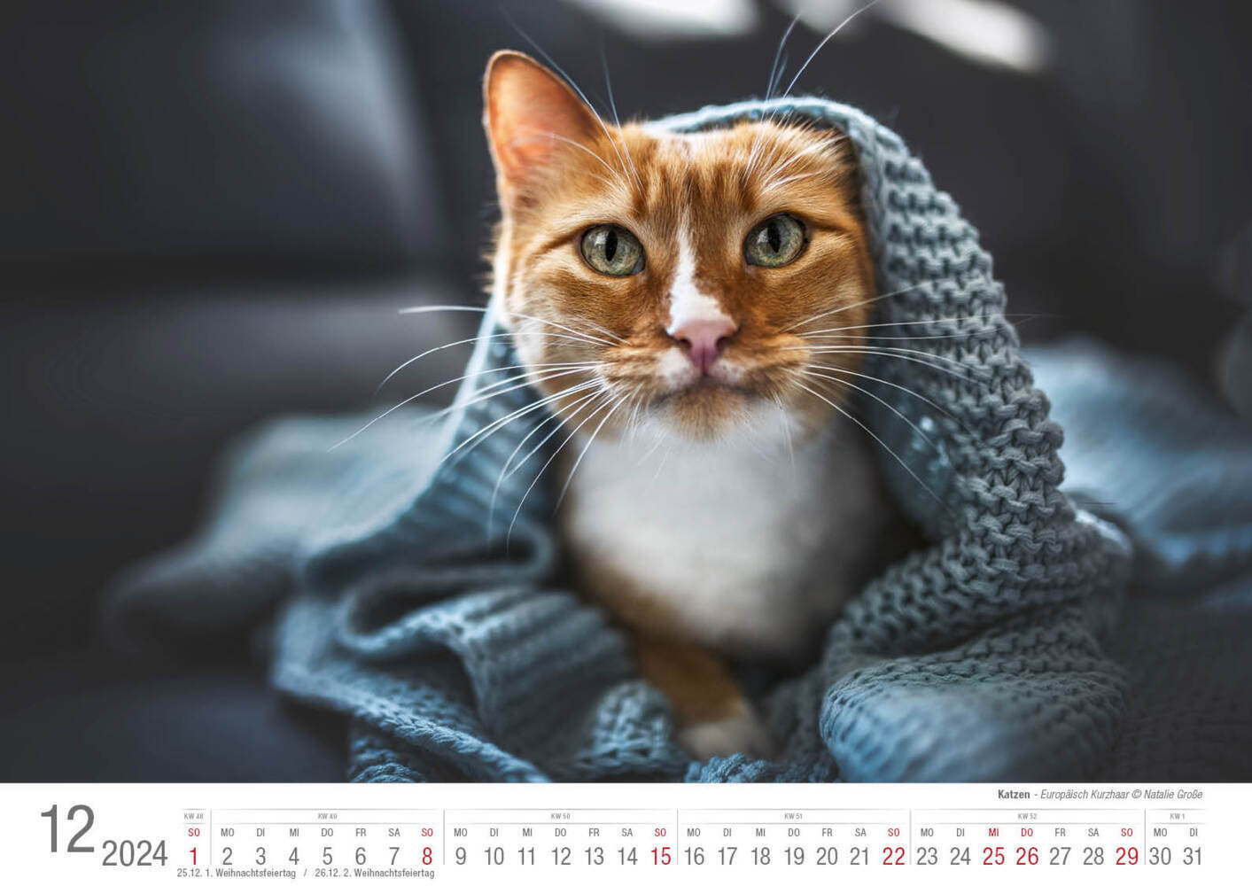 Bild: 9783965352001 | Katzen 2024 Bildkalender A3 quer - Natalie Große | Holger Klaes | 2024