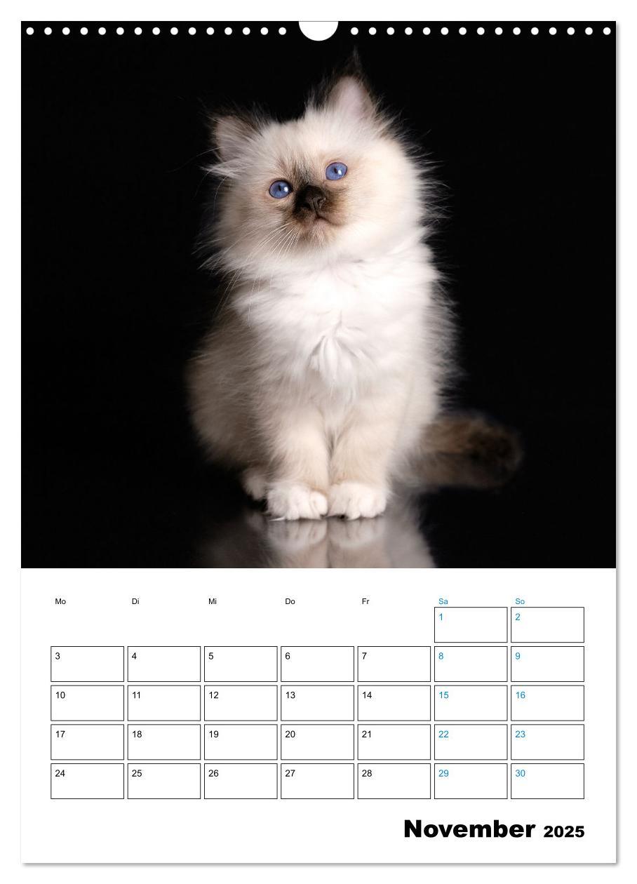 Bild: 9783435062706 | Heilige Birma Kitten - süße kleine Flauschbällchen (Wandkalender...