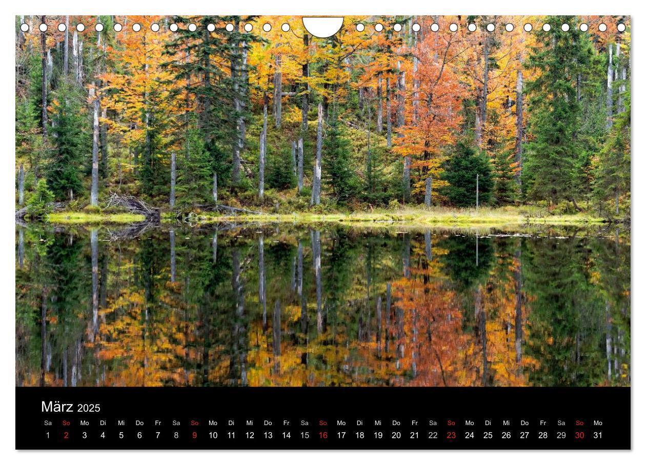 Bild: 9783435537990 | Herbst im Nationalpark Bayerischer Wald (Wandkalender 2025 DIN A4...