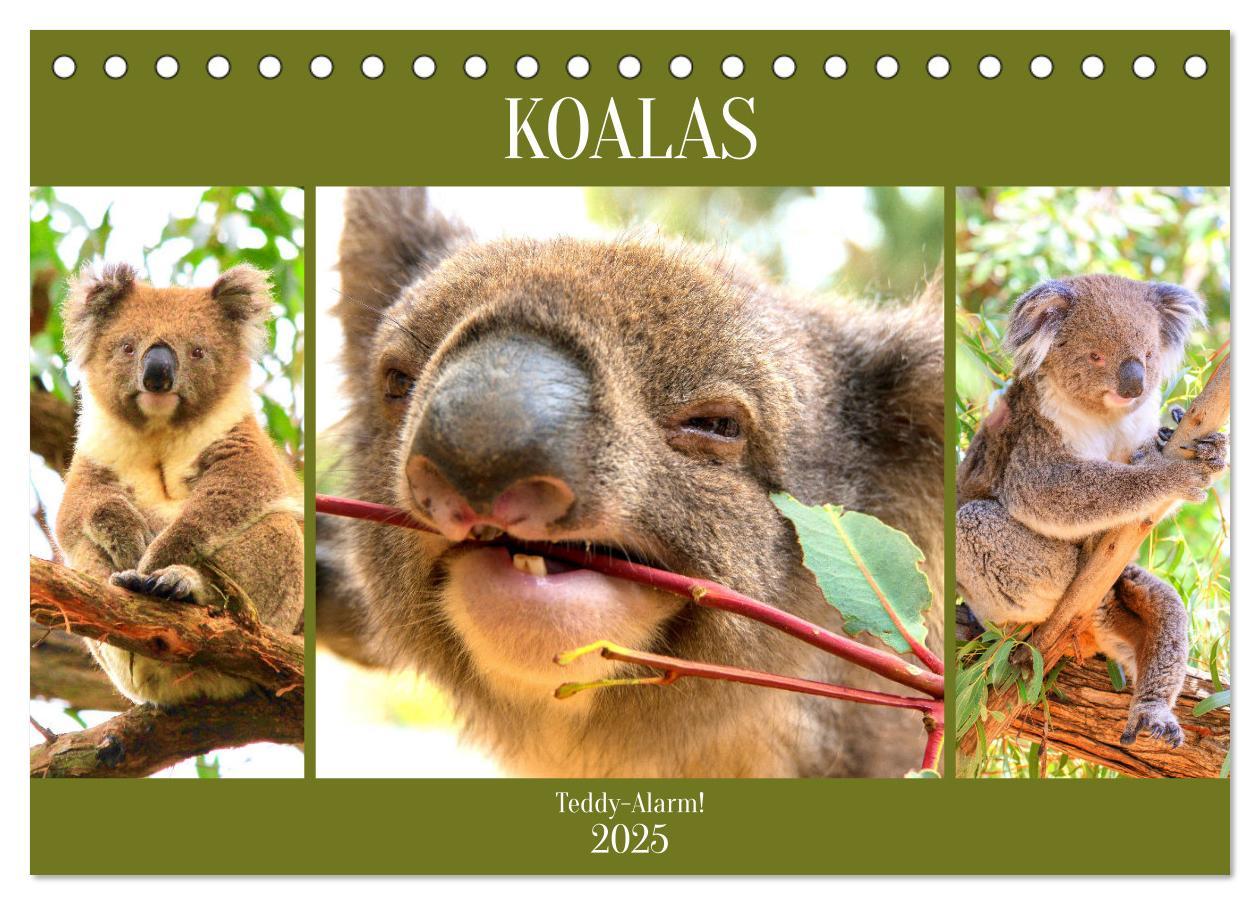 Cover: 9783435049752 | Koalas. Teddy-Alarm! (Tischkalender 2025 DIN A5 quer), CALVENDO...