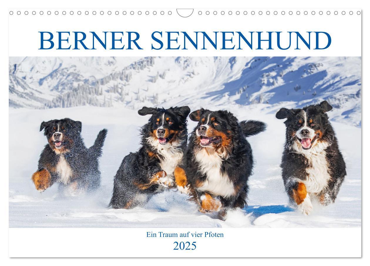 Cover: 9783435050079 | Berner Sennenhund - Ein Traum auf vier Pfoten (Wandkalender 2025...