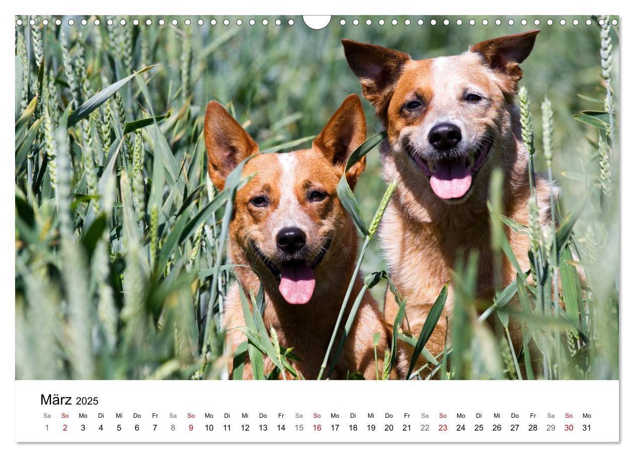 Bild: 9783435704736 | Faszinierende Australian Cattle Dogs (Wandkalender 2025 DIN A3...