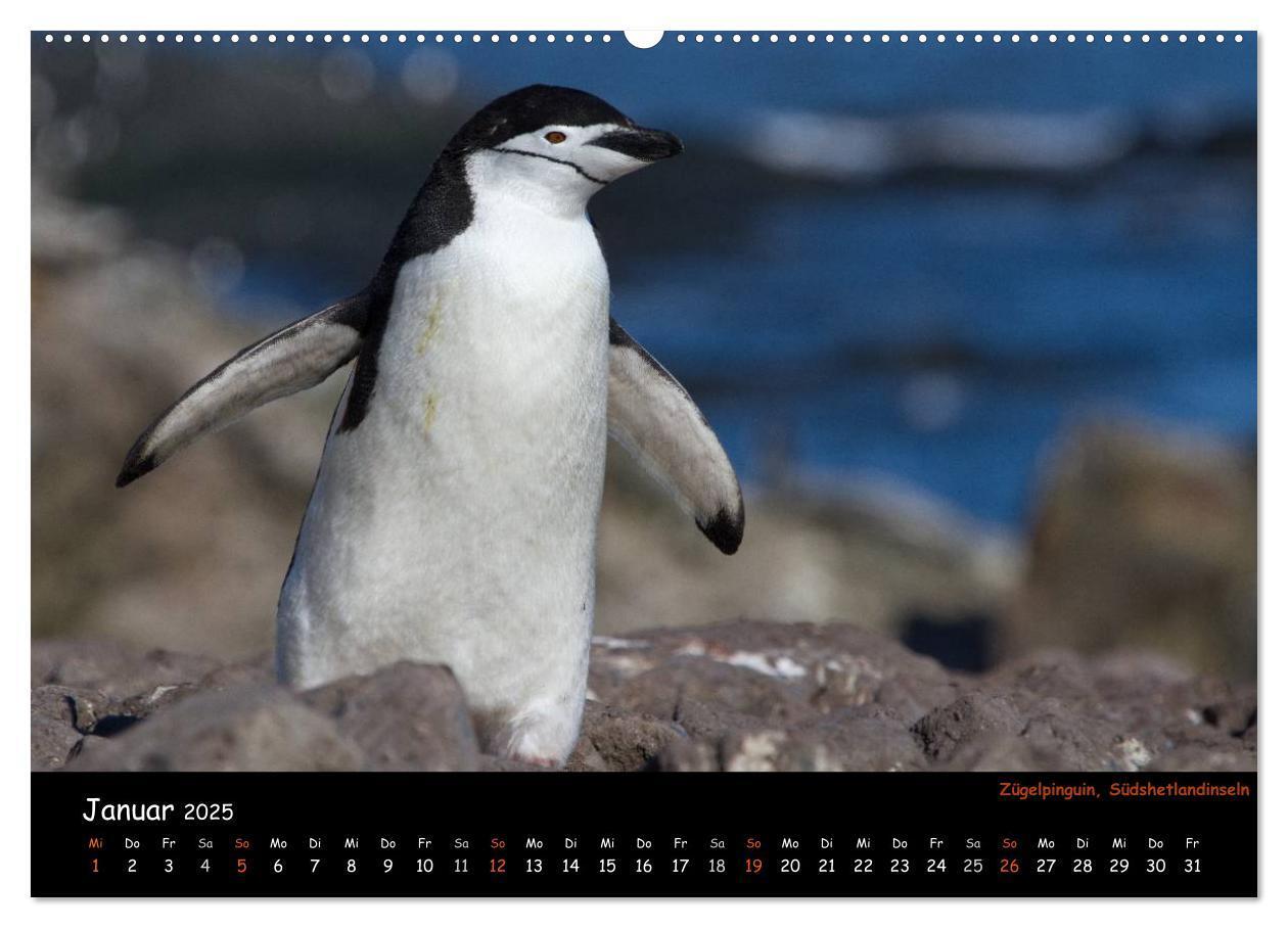 Bild: 9783435811700 | Pinguine aus aller Welt (Wandkalender 2025 DIN A2 quer), CALVENDO...