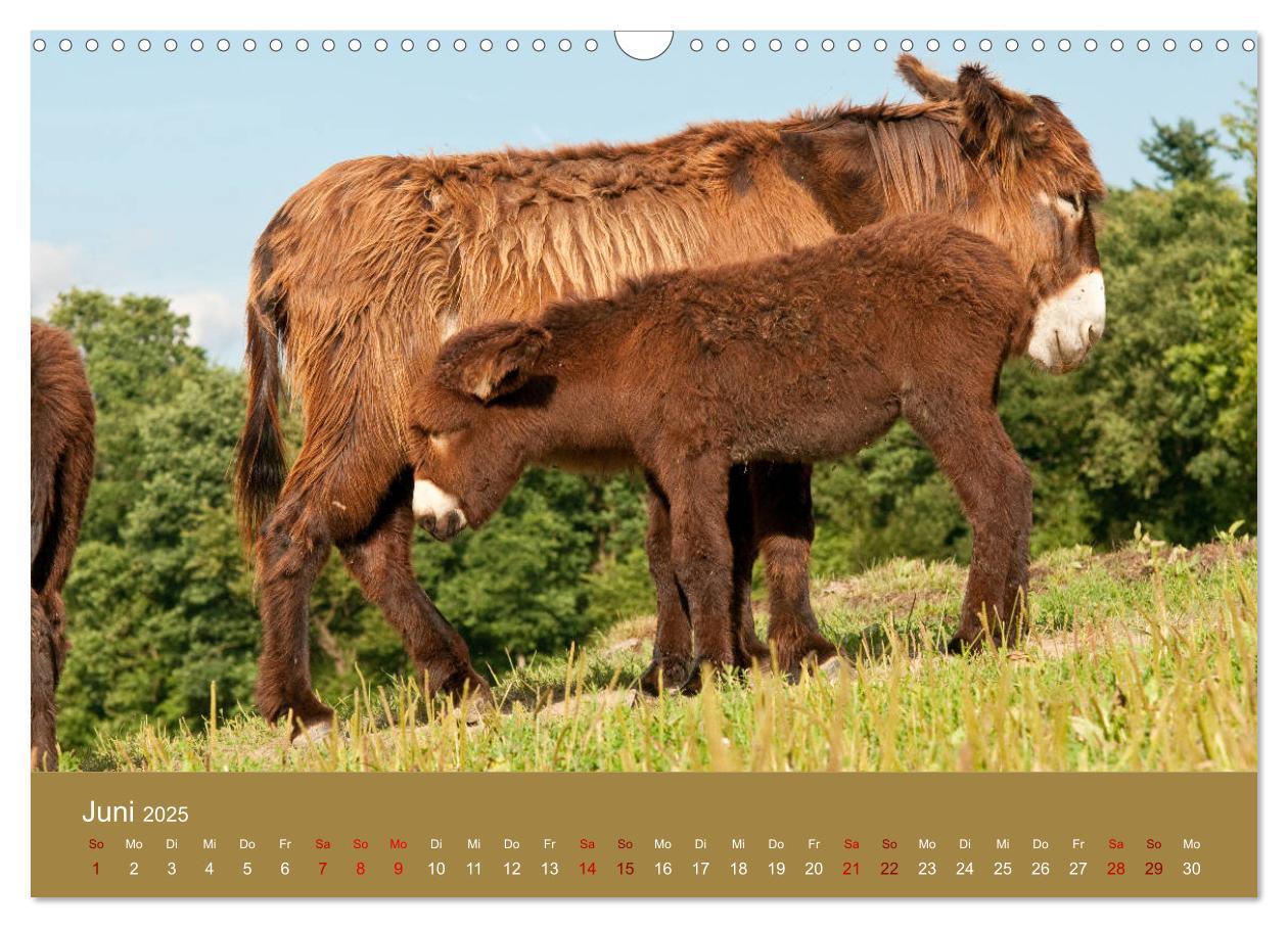 Bild: 9783435396542 | Baudet de Poitou - Seltene französische Langohren (Wandkalender...