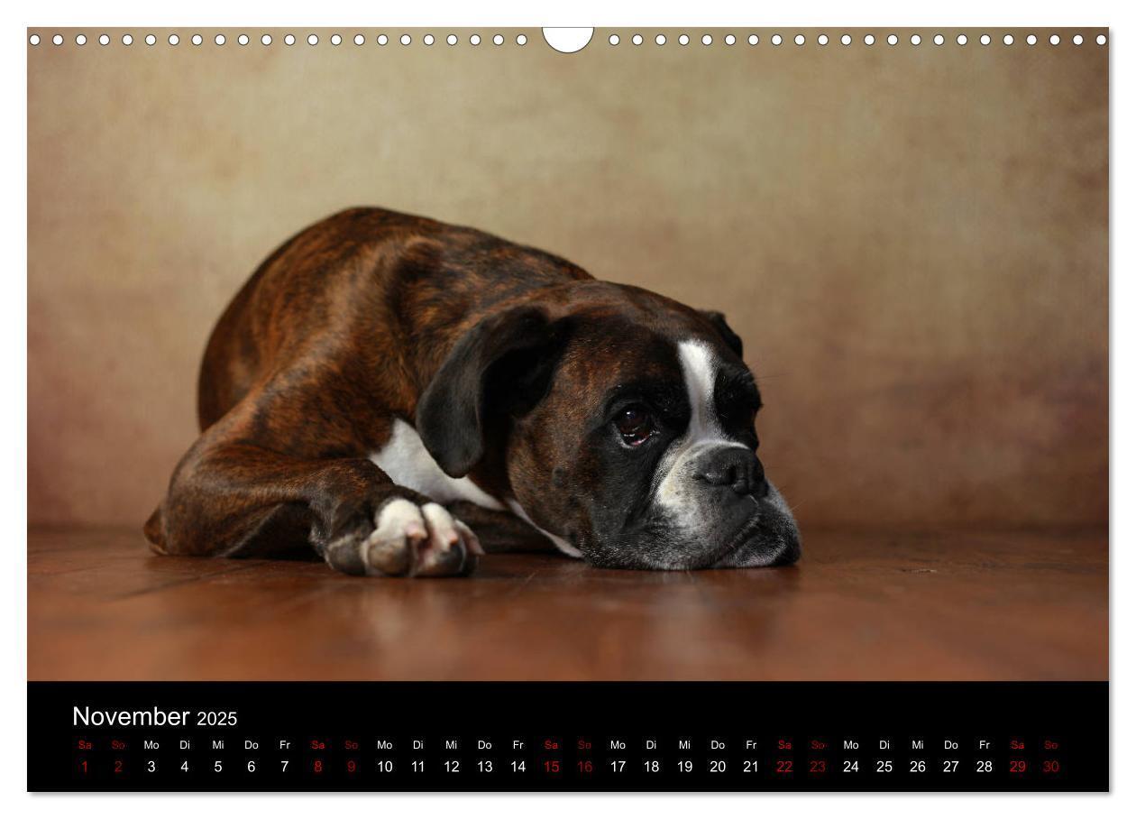 Bild: 9783435436255 | Liebenswerte Boxer (Wandkalender 2025 DIN A3 quer), CALVENDO...