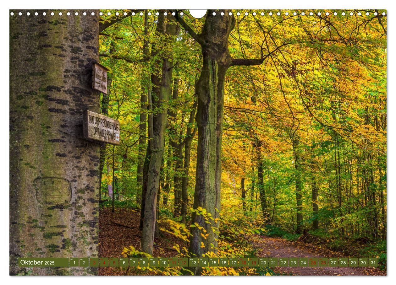 Bild: 9783435149254 | Augenschmaus Pfälzer Wald (Wandkalender 2025 DIN A3 quer), CALVENDO...