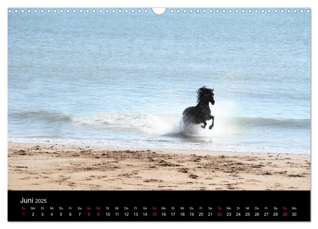 Bild: 9783435566822 | Caballos Spanische Pferde 2025 (Wandkalender 2025 DIN A3 quer),...