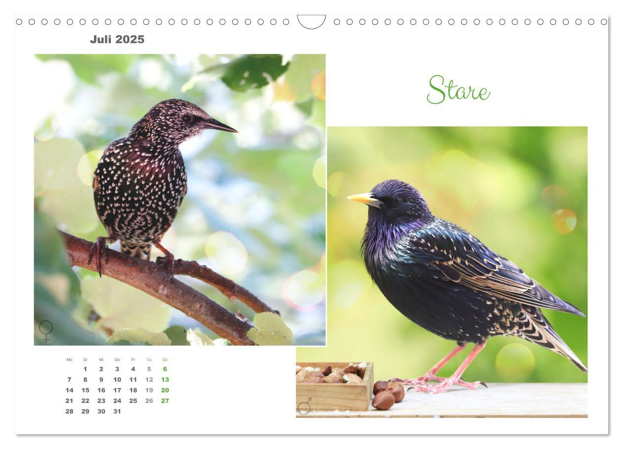 Bild: 9783435059294 | Vogel-Pärchen (Wandkalender 2025 DIN A3 quer), CALVENDO Monatskalender