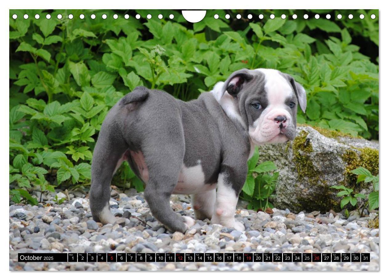 Bild: 9781325965977 | Bulldogs - Old English Bulldog Puppies (Wall Calendar 2025 DIN A4...