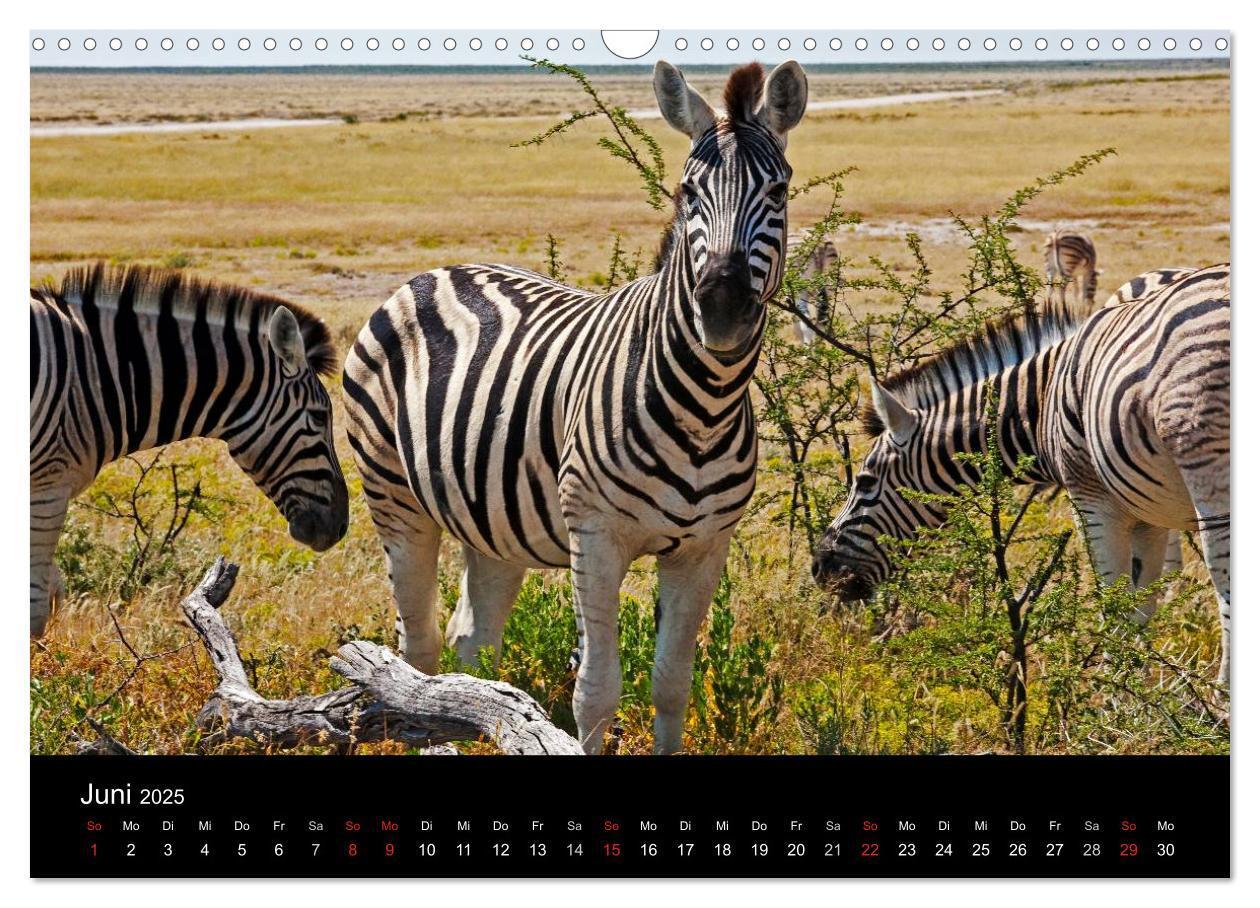 Bild: 9783435777280 | Namibias Tiere: von groß bis klein (Wandkalender 2025 DIN A3 quer),...