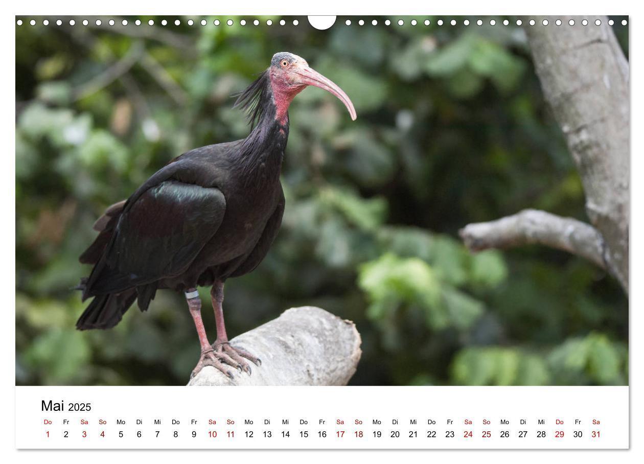 Bild: 9783435136421 | Der Waldrapp - Ein skurriler Vogel (Wandkalender 2025 DIN A3 quer),...