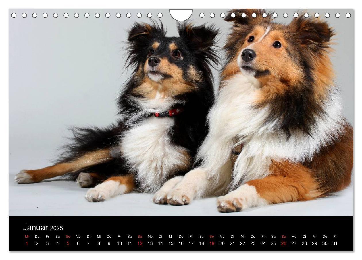 Bild: 9783435752720 | Shelties 2025 (Wandkalender 2025 DIN A4 quer), CALVENDO Monatskalender