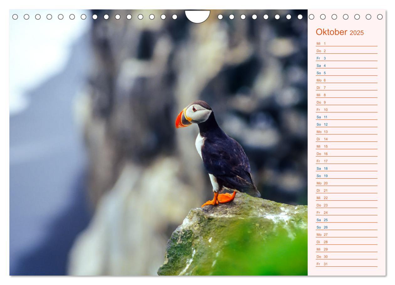 Bild: 9783435064489 | Papageitaucher auf Island (Wandkalender 2025 DIN A4 quer), CALVENDO...