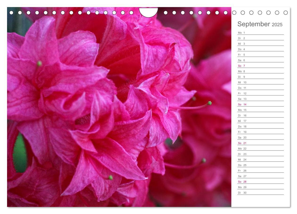 Bild: 9783435492091 | Rhododendron Schönheiten im Garten (Wandkalender 2025 DIN A4 quer),...