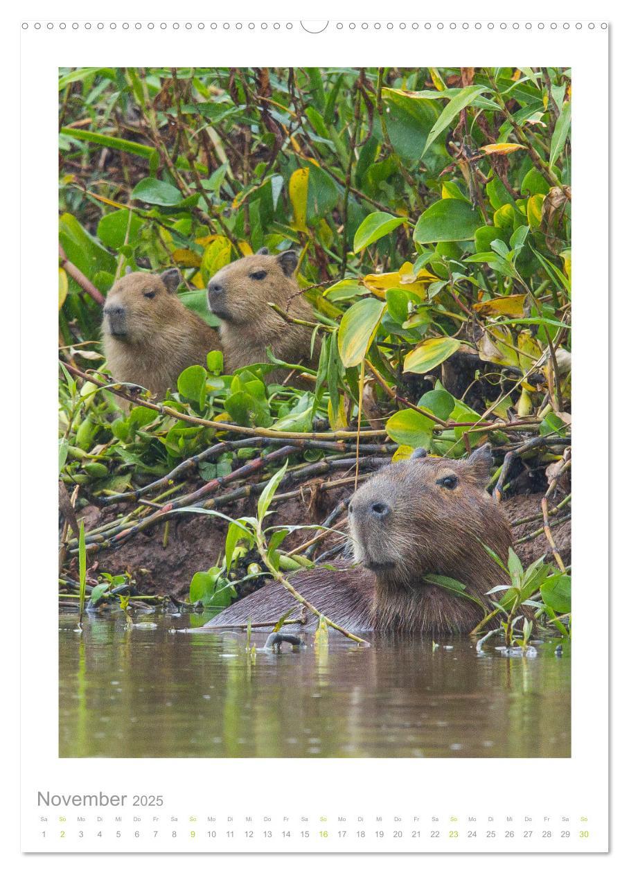 Bild: 9783435890118 | Pantanal ¿ Einzigartiges Wildlife-Paradies (hochwertiger Premium...