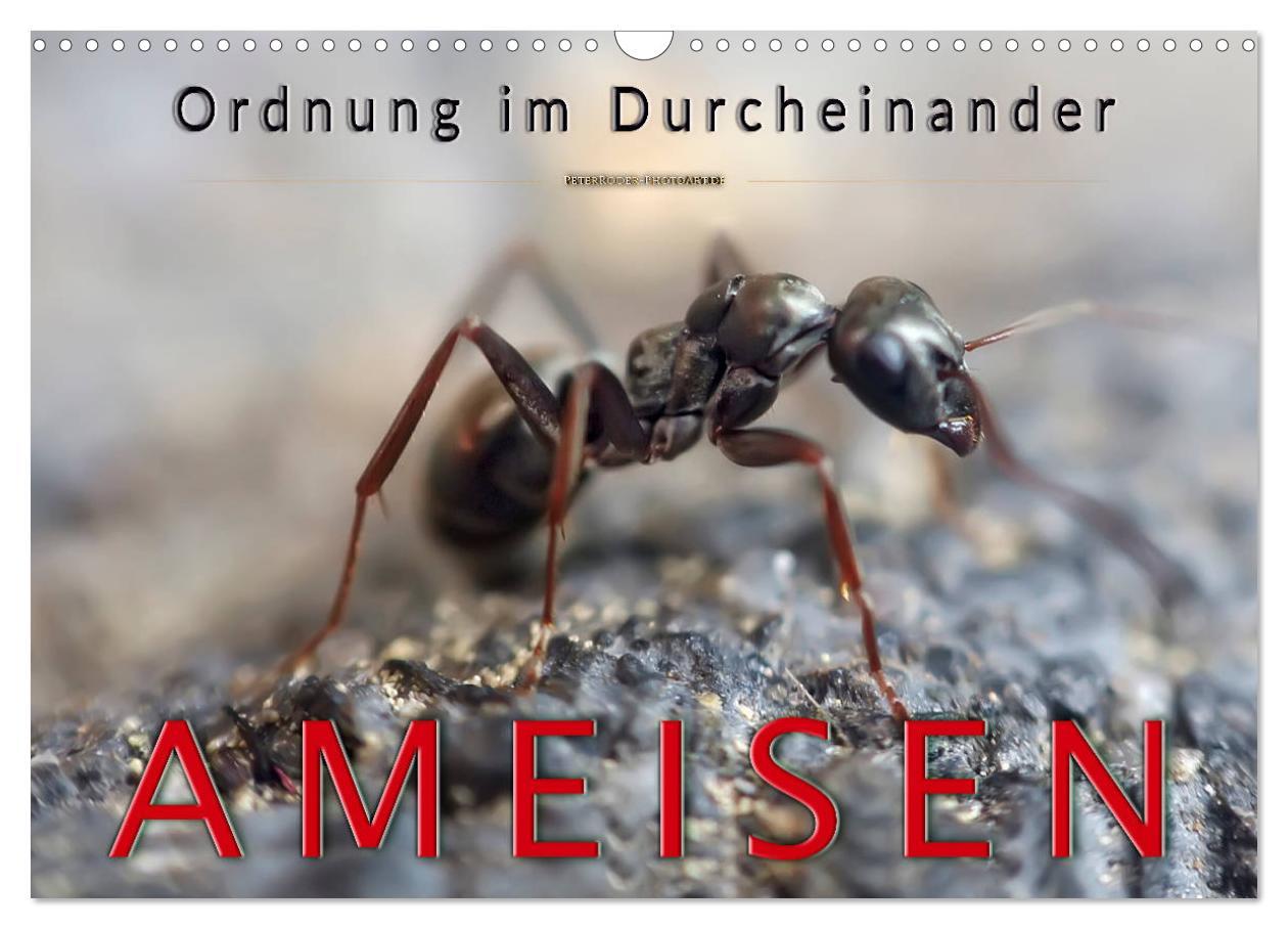 Cover: 9783435354078 | Ameisen - Ordnung im Durcheinander (Wandkalender 2025 DIN A3 quer),...