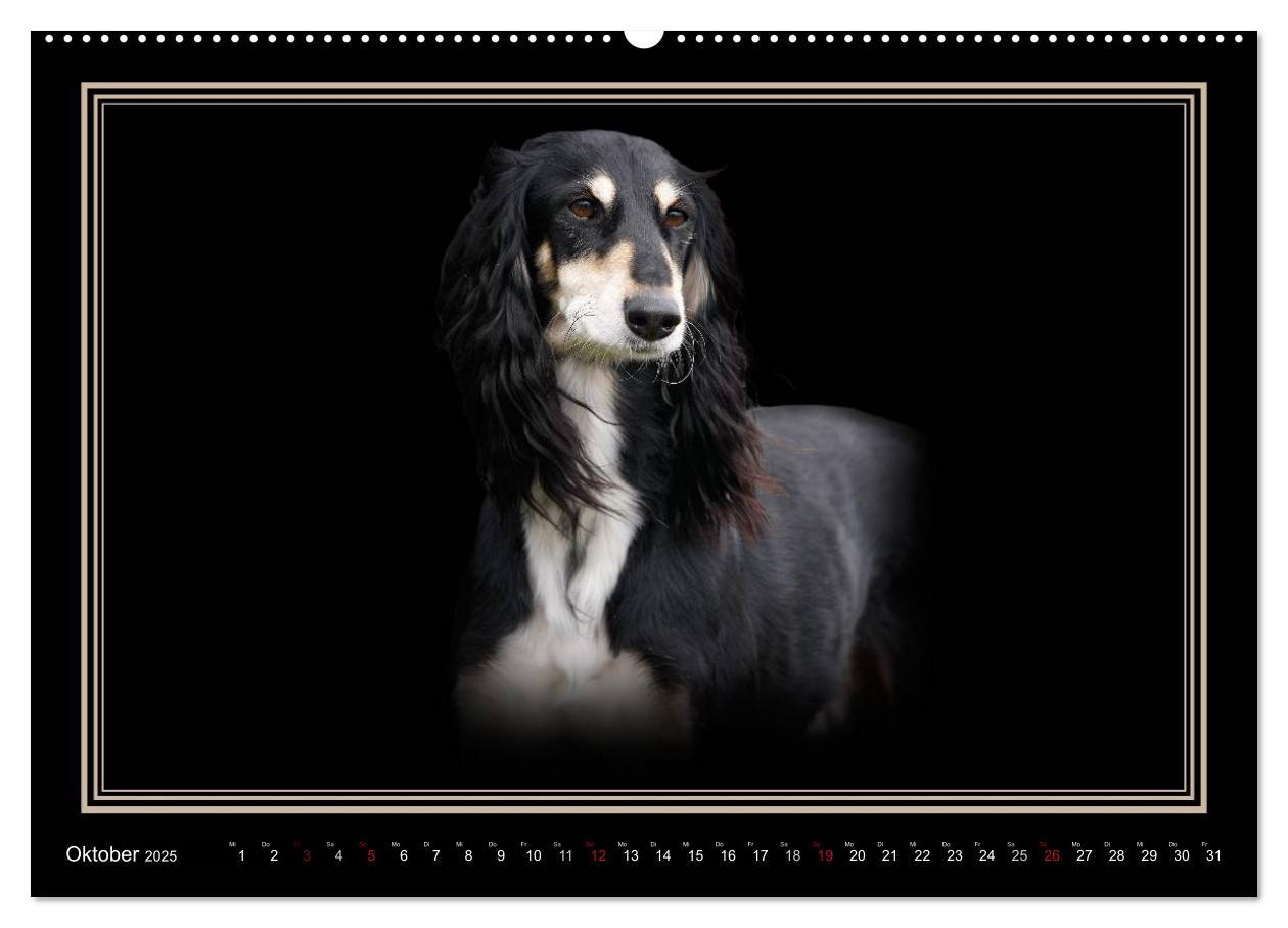 Bild: 9783383823886 | Saluki 2025 (Wandkalender 2025 DIN A2 quer), CALVENDO Monatskalender