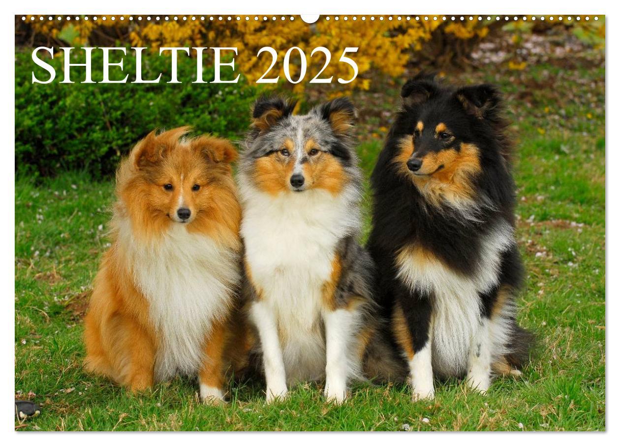 Cover: 9783435767892 | Sheltie 2025 (Wandkalender 2025 DIN A2 quer), CALVENDO Monatskalender