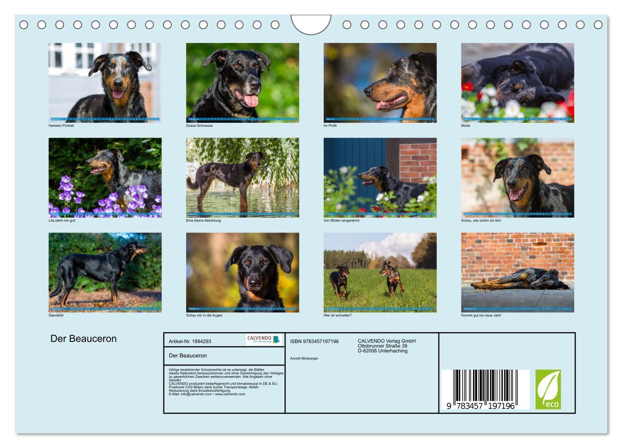 Bild: 9783457197196 | Der Beauceron (Wandkalender 2025 DIN A4 quer), CALVENDO Monatskalender