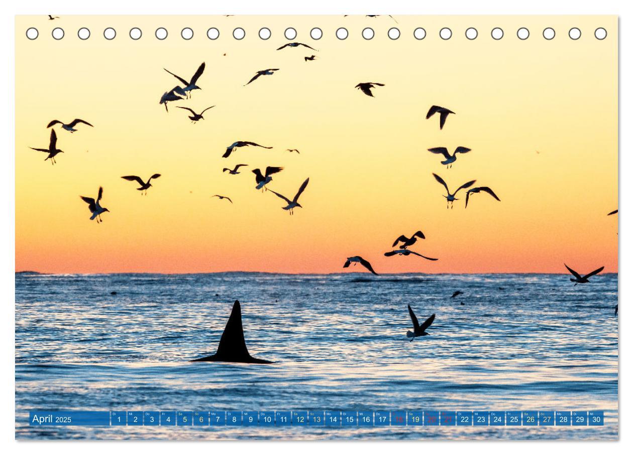 Bild: 9783383866050 | Orcas: Schwarz-weiße Giganten (Tischkalender 2025 DIN A5 quer),...