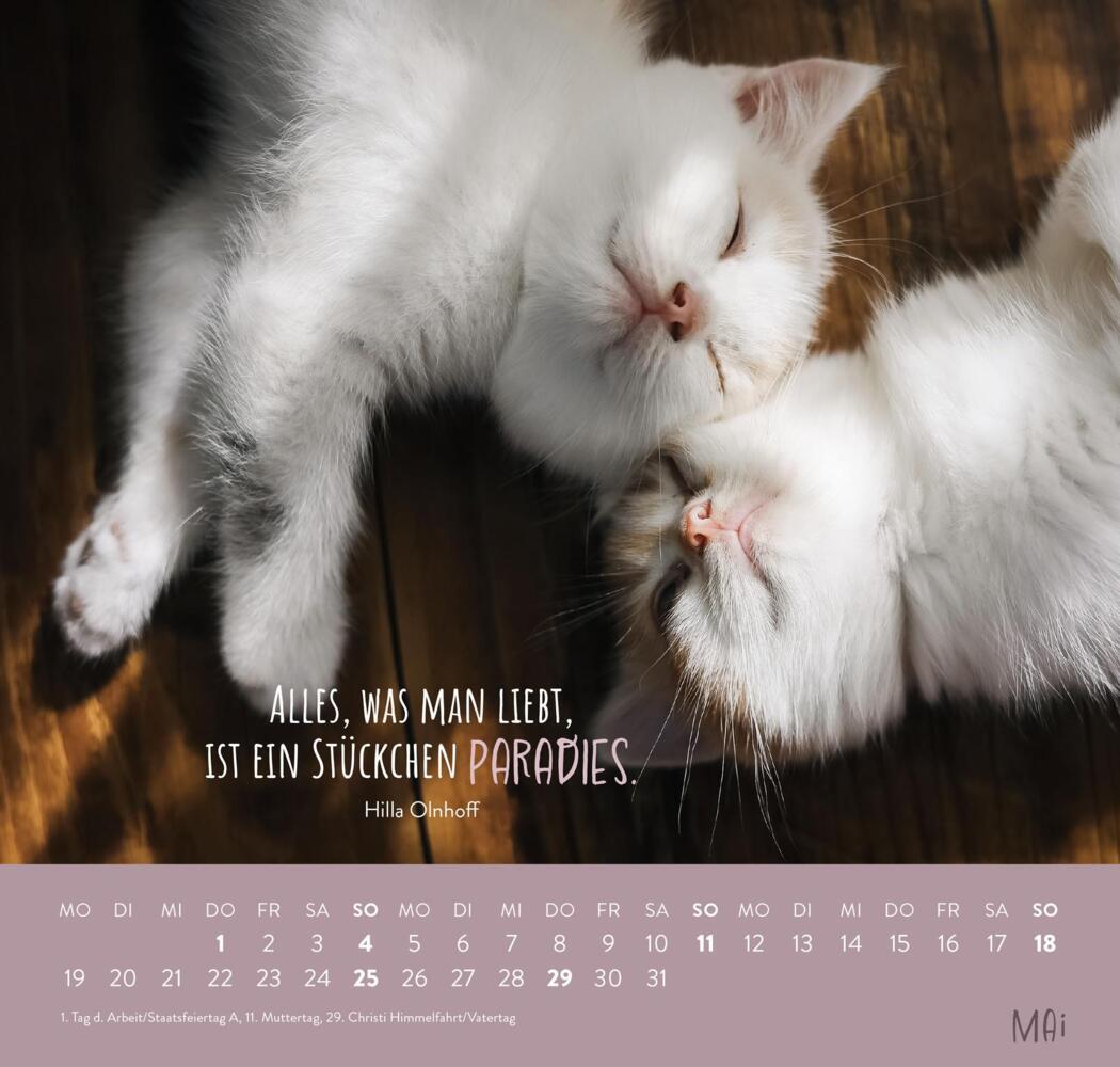 Bild: 4036442011881 | Wandkalender 2025: Für Katzenfreunde | Groh Verlag | Kalender | 12 S.