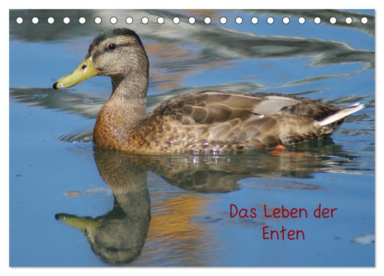 Cover: 9783435833610 | Das Leben der Enten (Tischkalender 2025 DIN A5 quer), CALVENDO...