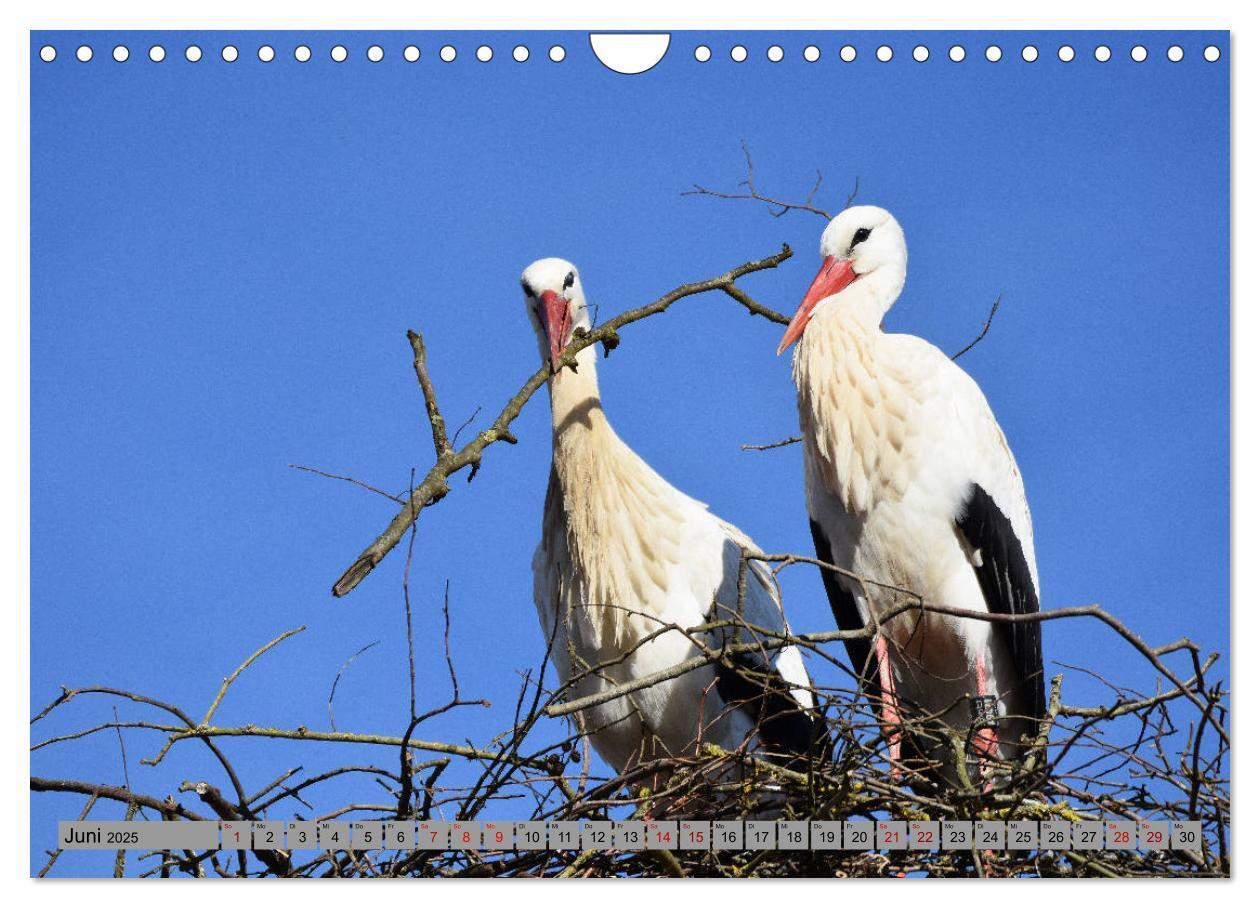 Bild: 9783435145720 | Zu Gast bei Familie Storch (Wandkalender 2025 DIN A4 quer),...