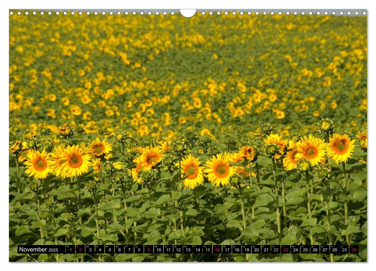 Bild: 9783435696765 | Zeit für Sonnenblumen (Wandkalender 2025 DIN A3 quer), CALVENDO...