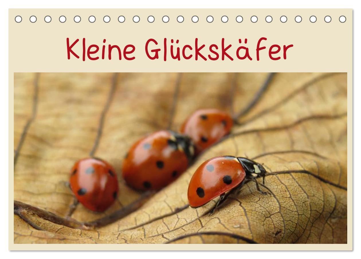 Cover: 9783435707416 | Kleine Glückskäfer (Tischkalender 2025 DIN A5 quer), CALVENDO...