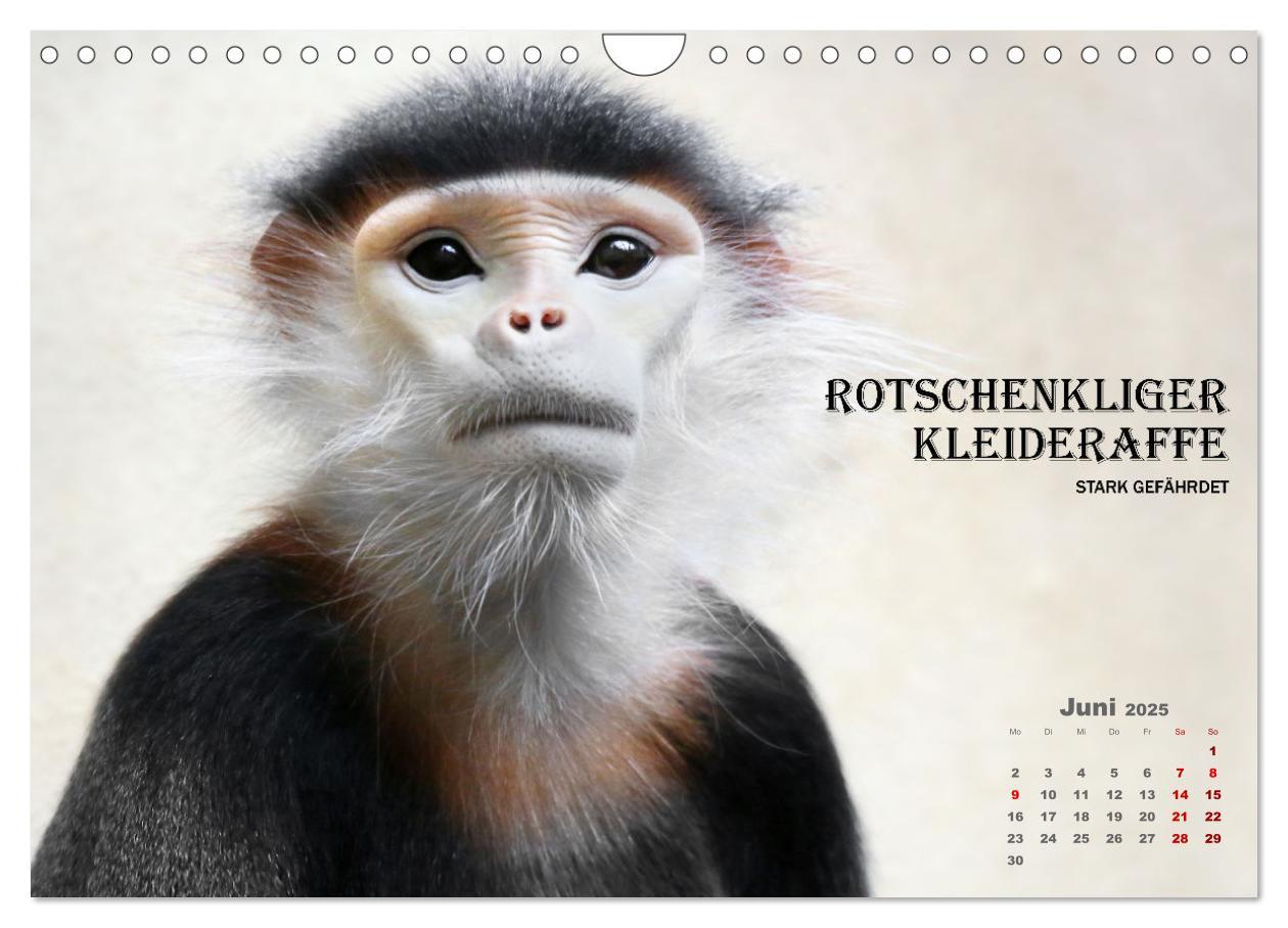 Bild: 9783435089659 | AFFENPORTRÄTS (Wandkalender 2025 DIN A4 quer), CALVENDO Monatskalender