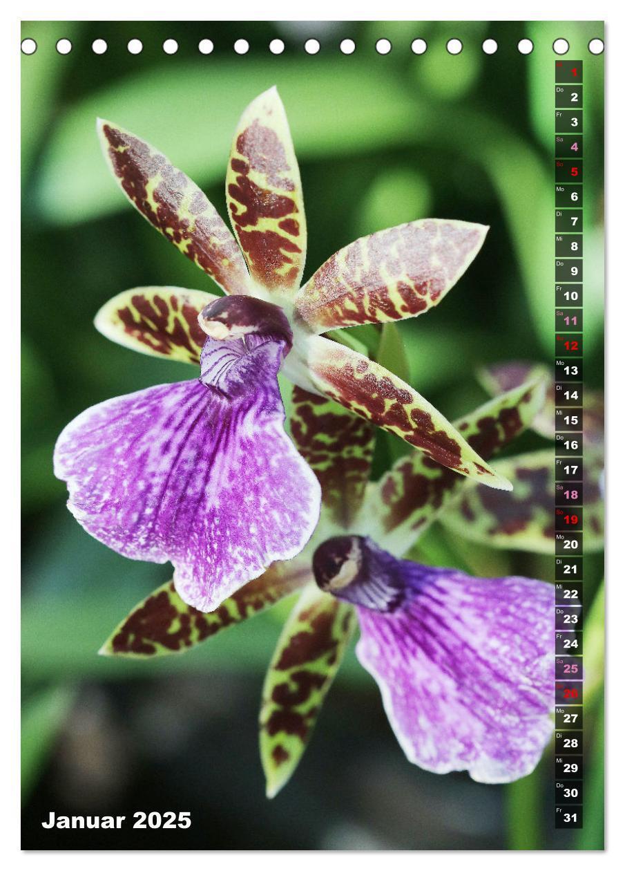 Bild: 9783435882557 | Freude an Orchideen (Tischkalender 2025 DIN A5 hoch), CALVENDO...