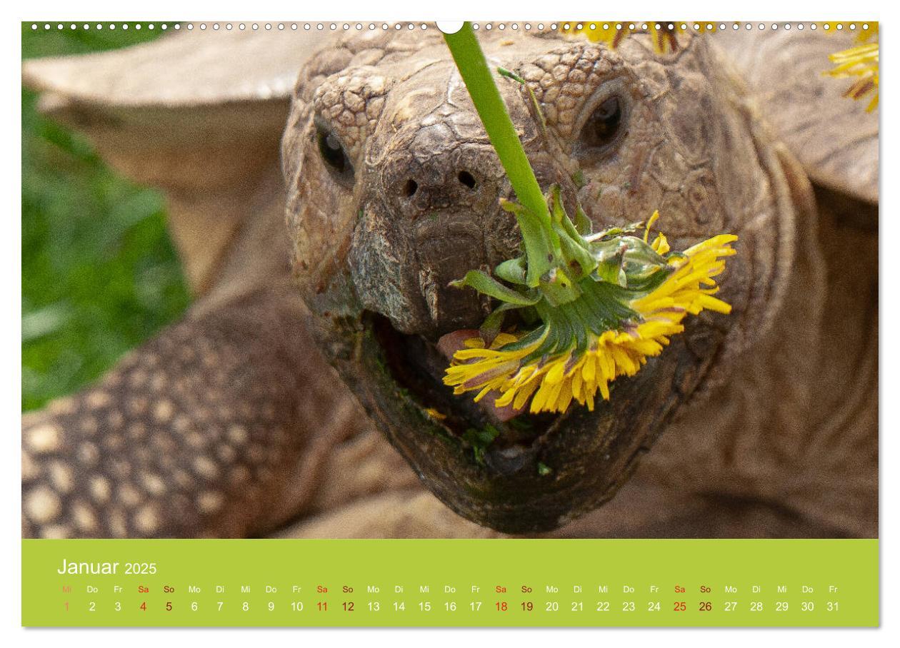 Bild: 9783435315055 | Meine Schildkröten (Wandkalender 2025 DIN A2 quer), CALVENDO...