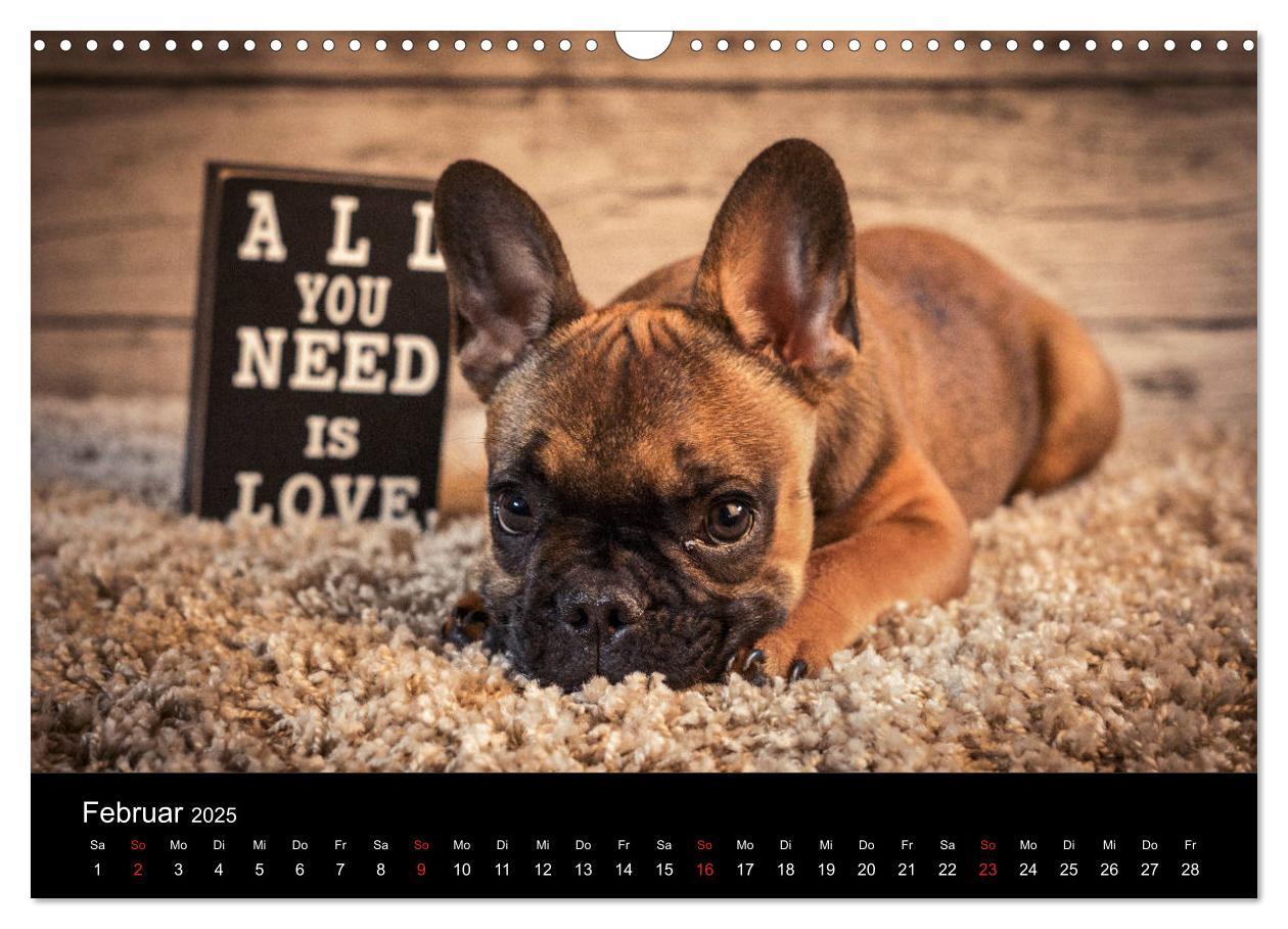 Bild: 9783435301775 | French Bulldog aktiv, verspielt, sportlich (Wandkalender 2025 DIN...