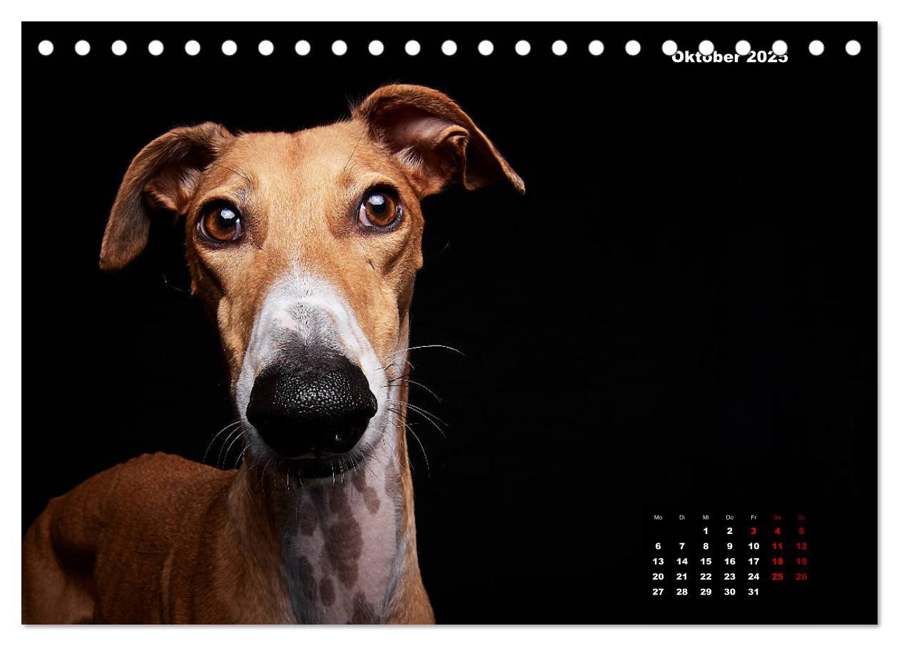 Bild: 9783435227716 | Die Stimme der Windhunde (Tischkalender 2025 DIN A5 quer), CALVENDO...