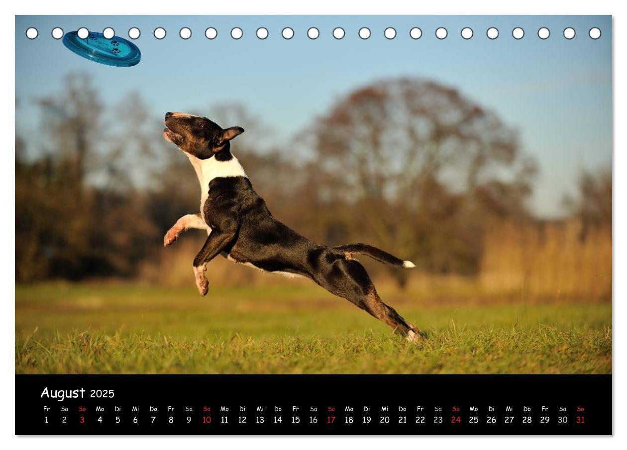 Bild: 9783435585946 | Bullterrier? Was sonst! (Tischkalender 2025 DIN A5 quer), CALVENDO...