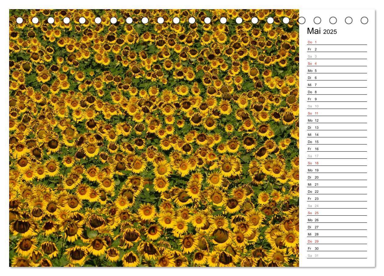 Bild: 9783435475797 | Ein Jahr lang Sonnenblumen (Tischkalender 2025 DIN A5 quer),...