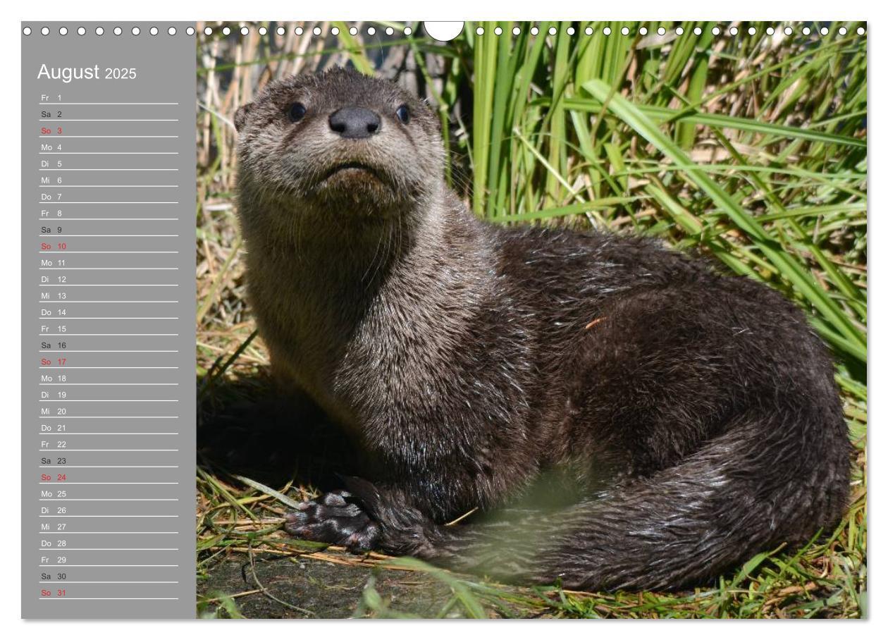 Bild: 9783435549467 | Otter. Frech, laut und clever (Wandkalender 2025 DIN A3 quer),...