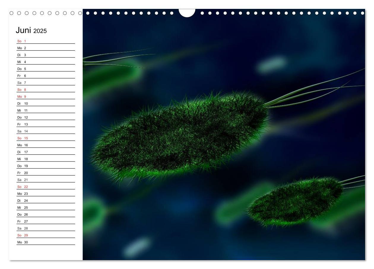 Bild: 9783435483372 | Mikrobiologie. Mikroorganismen, Genetik und Zellen (Wandkalender...