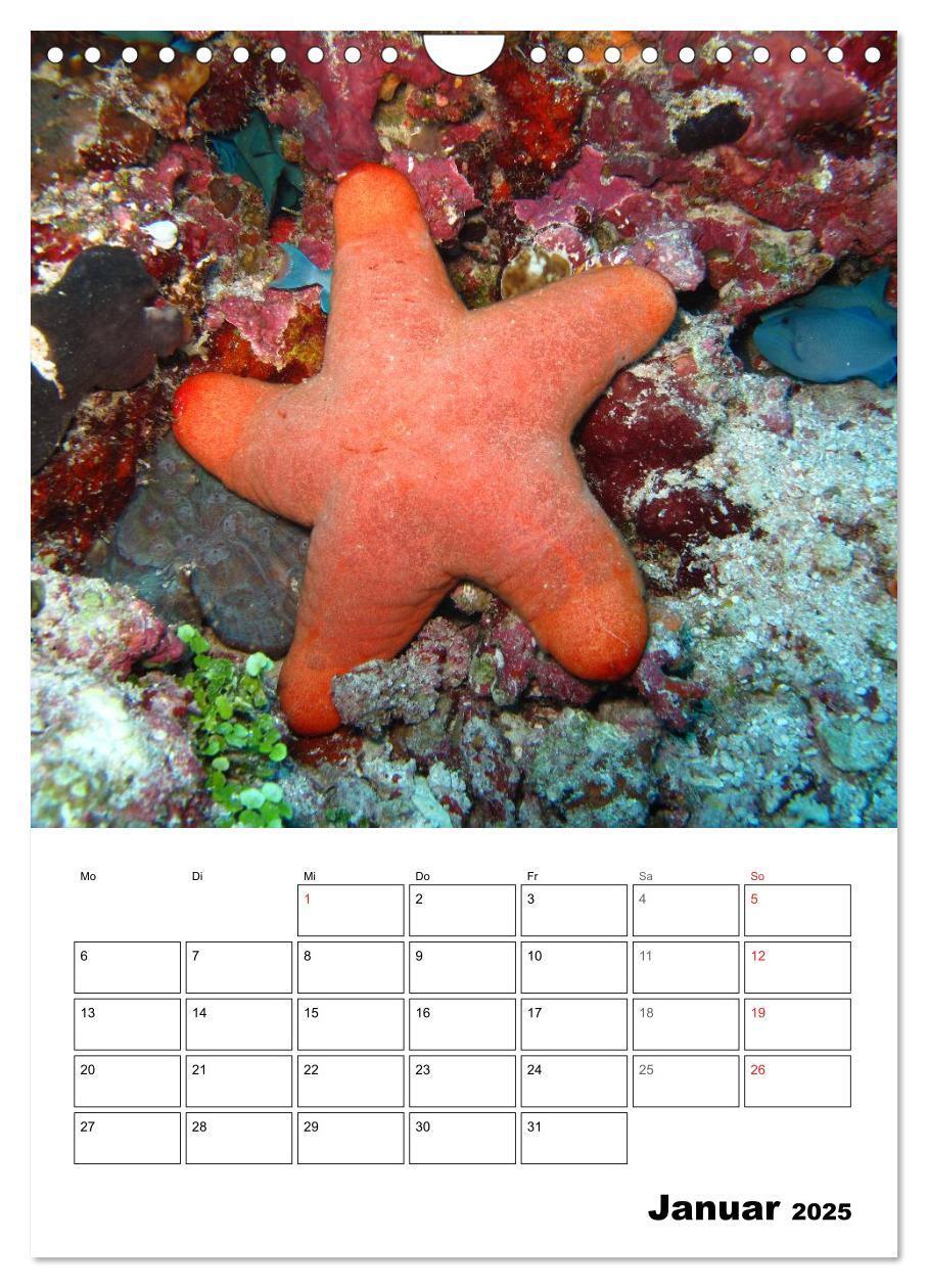 Bild: 9783457036006 | Zauberwelt. Fische, Korallen und Co. (Wandkalender 2025 DIN A4...